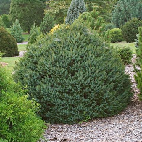 Ель сербская, балканская (Picea omorica) 60-80/5л