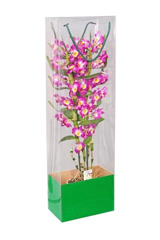 Коробка для горшечной орхидеи 70-75см