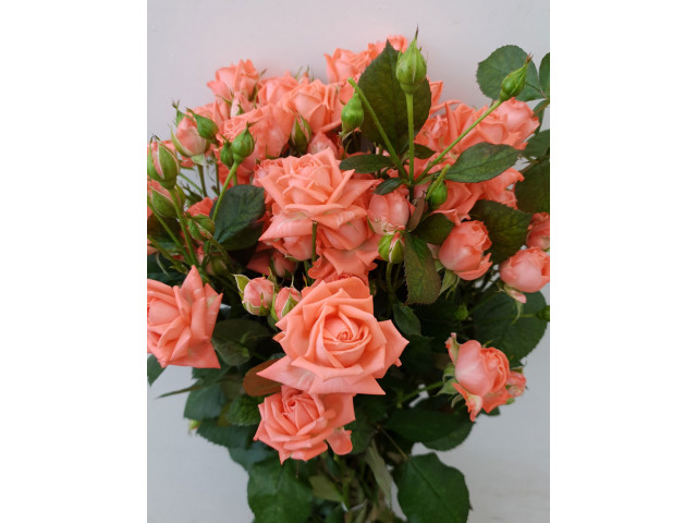 Розы Барбадос (Barbados)