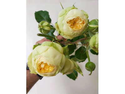 Розы Пион Баблз (Peony Bubbles)