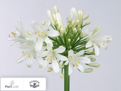 Агапантус Funnel Grp White Classic