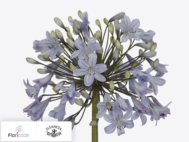Агапантус Lavender Surprise