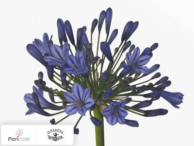 Агапантус Trumpet Grp Blue Giant