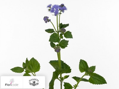 Агератум Гаустона Blue Sensation