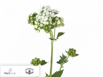 Агератум Гаустона Forever White