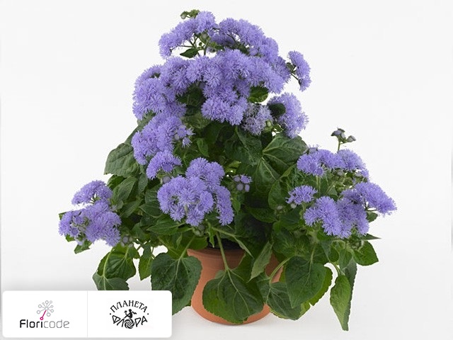 Агератум High Tide Blue