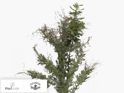 Акация Бейли Bloeiend per bos Purpurea
