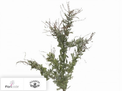 Акация Бейли Purpurea
