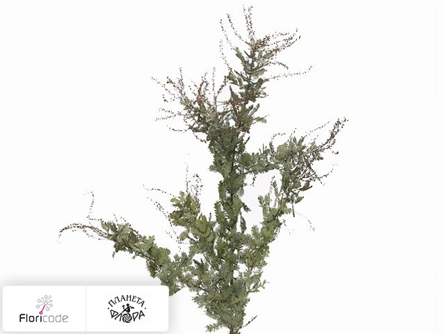 Акация Бейли Purpurea