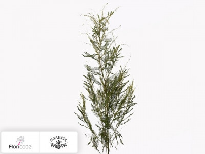 Акация Cardiophylla groen