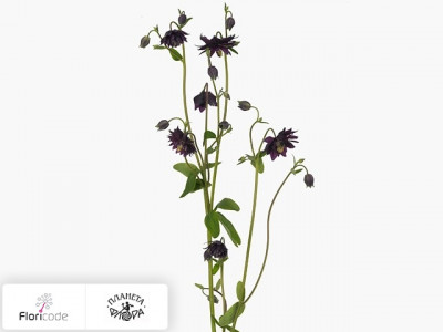 Аквилегия обыкновенная Var. stellata Black Barlow