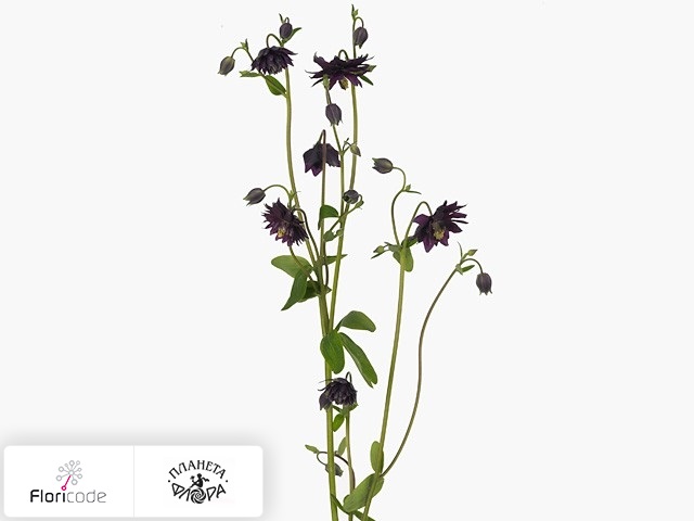 Аквилегия обыкновенная Var. stellata Black Barlow