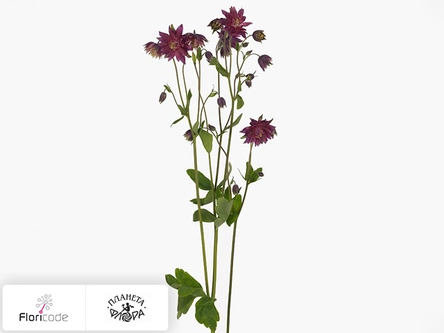Аквилегия обыкновенная Var. stellata Bordeaux Barlow