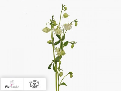 Аквилегия обыкновенная Var. stellata White Barlow