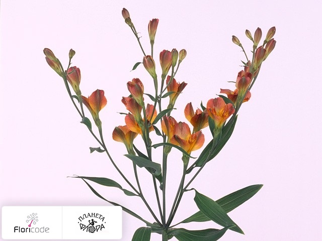 Альстрёмерия Alstresia Orange