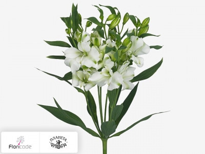 Альстрёмерия Florinca Charmelia White
