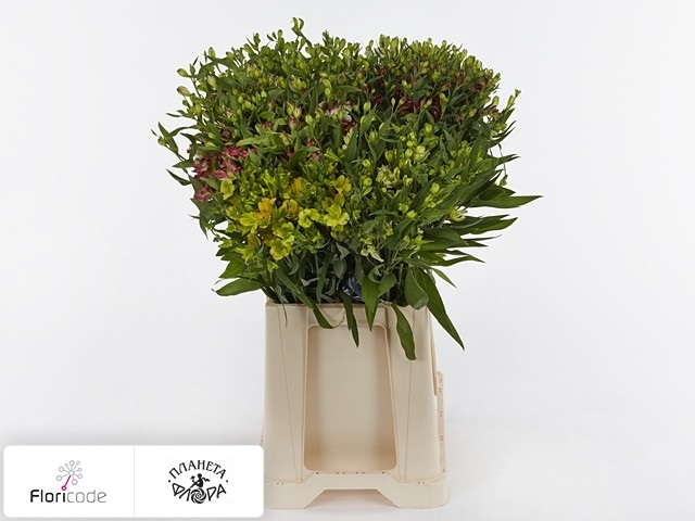 Альстрёмерия Florinca gemengd in fust
