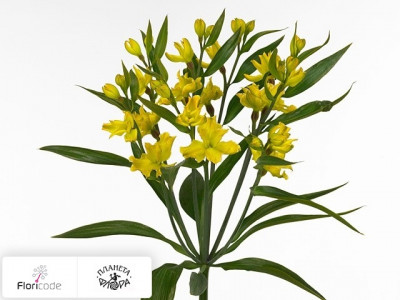 Альстрёмерия Florinca X-Treme kleurbehandeld H%