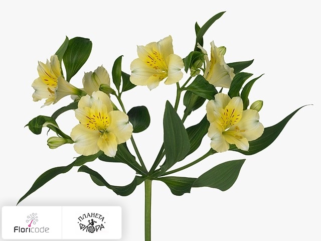 Альстрёмерия Gigi Cream