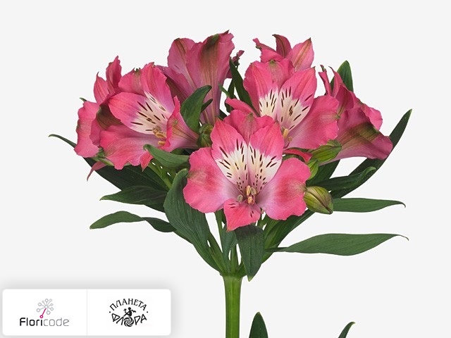 Альстрёмерия Pink Creation