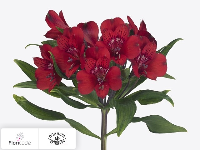 Альстрёмерия Red Delight
