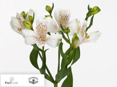 Альстрёмерия Siberia