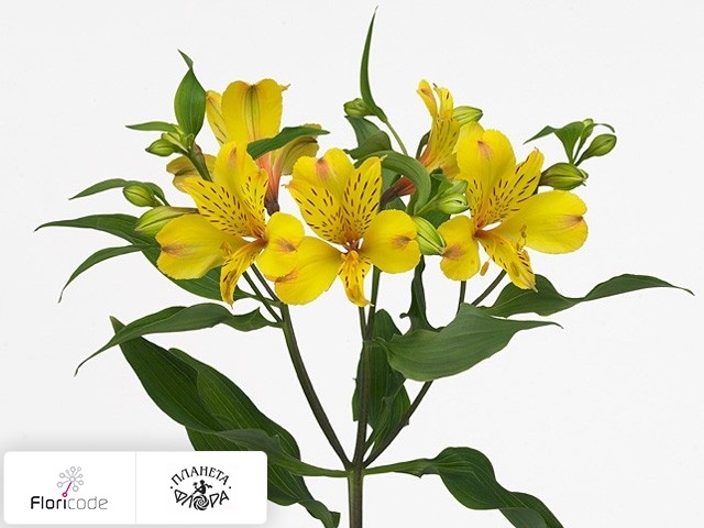 Альстрёмерия Yellow Crown