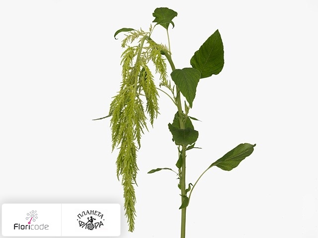 Амарант хвостатый Green Spider