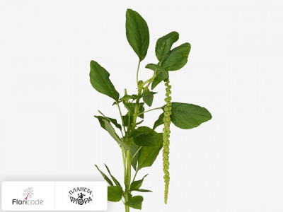 Амарант хвостатый Viridis