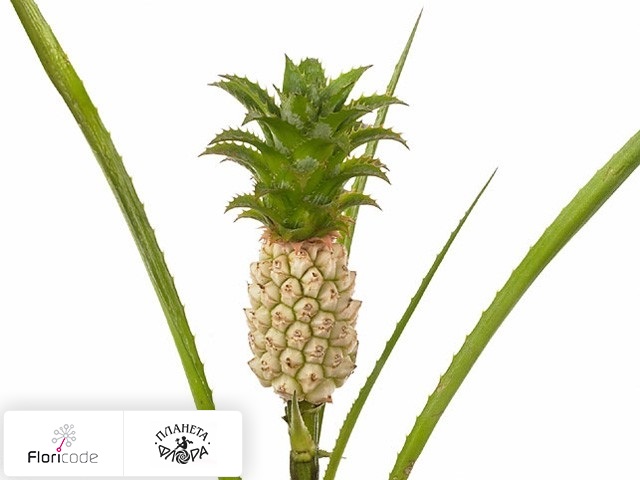 Ананас Nanus