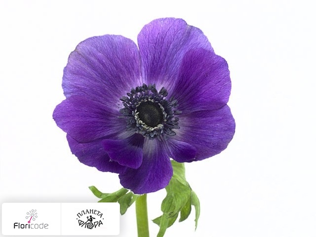 Анемона корончатая Carmel Blue