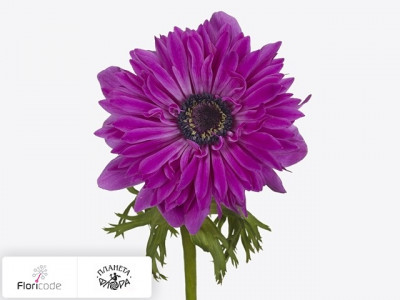 Анемона корончатая Fullstar Bright Rose