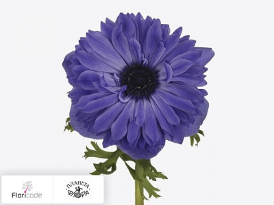 Анемона корончатая Fullstar Deep Blue