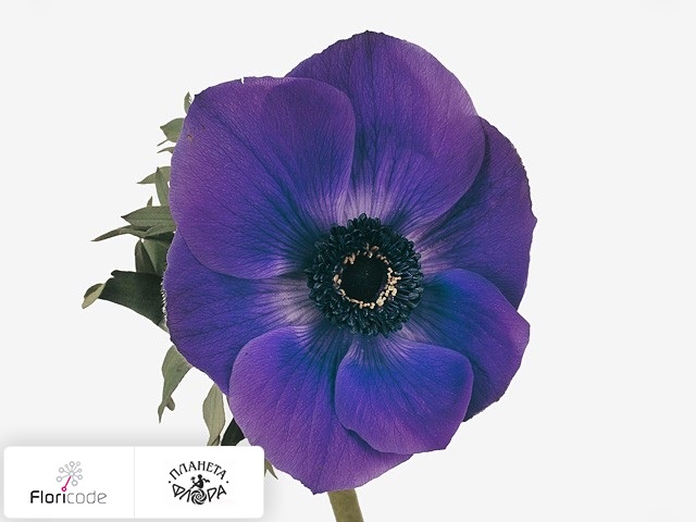 Анемона корончатая Galil Blauw