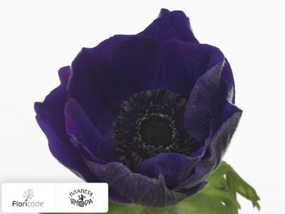Анемона корончатая Jerusalem Blue