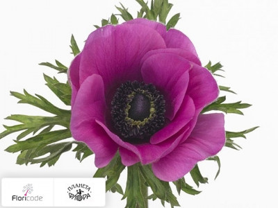 Анемона корончатая Jerusalem Purple