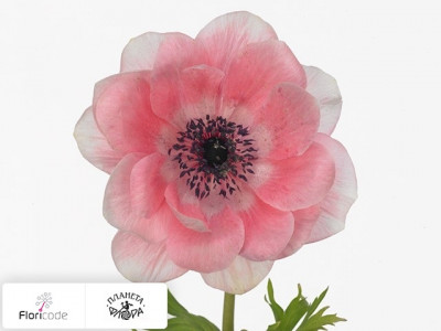 Анемона корончатая Mistral Plus Light Pink