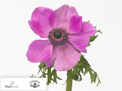 Анемона корончатая Mistral Plus Orchid
