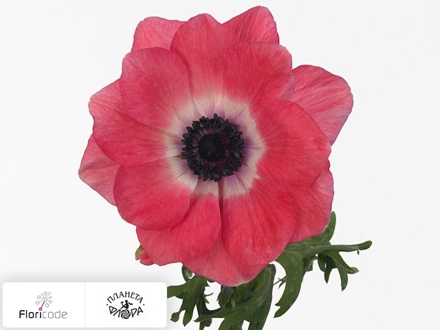Анемона корончатая Mistral Plus Shocking Pink