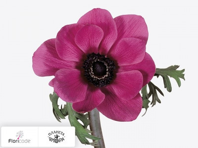 Анемона корончатая Mona Lisa Orchid