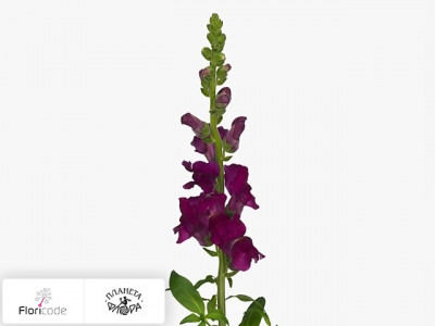 Антирринум большой Animation Royal Purple