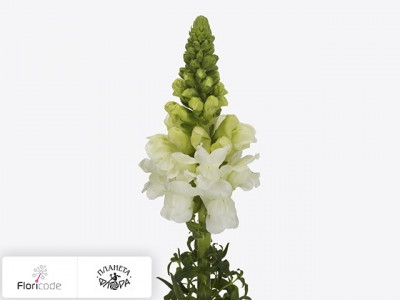 Антирринум большой Antibes Early White