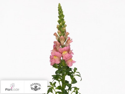 Антирринум большой Antibes Pink