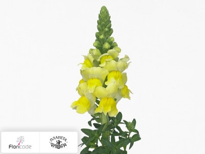 Антирринум большой Antibes Yellow