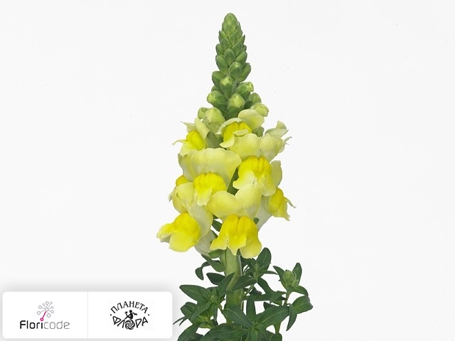 Антирринум большой Antibes Yellow