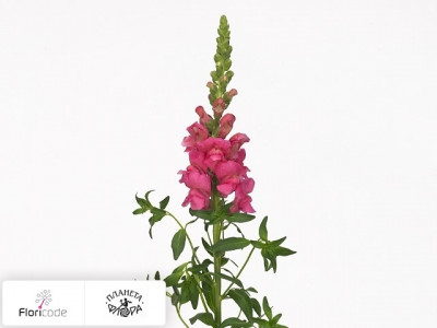 Антирринум большой Avignon Rose
