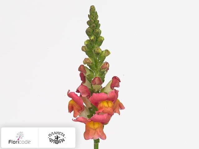 Антирринум большой Cool Orange Bicolor