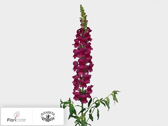 Антирринум большой Costa Orchid