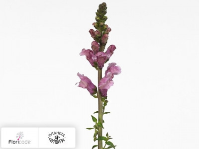 Антирринум большой Costa Summer Lavender