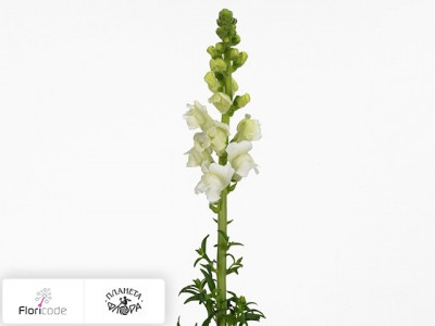 Антирринум большой Costa Summer White